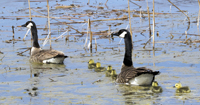 Geese with Goslings